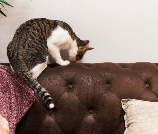 How to keep cats from scratching leather furniture